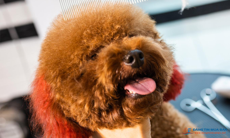 Cắt tỉa lông chó Poodle